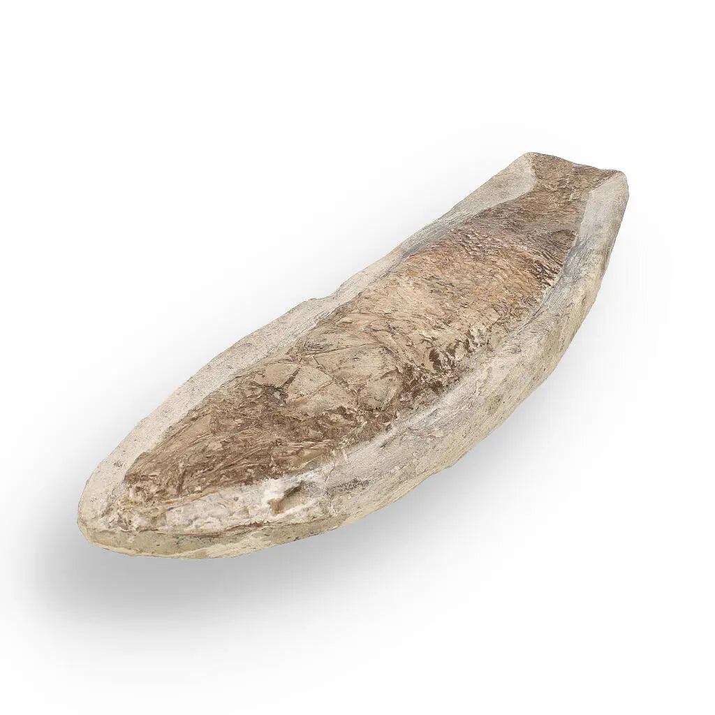 Get your Cretaceous Treasure: Brazilian Fossil Fish online now or in store at Forever Gems in Franschhoek, South Africa