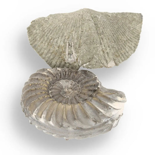 Get your Pyritized Ammonite and Clam Shell Fossil - Golden Treasures from Ancient Seas online now or in store at Forever Gems in Franschhoek, South Africa