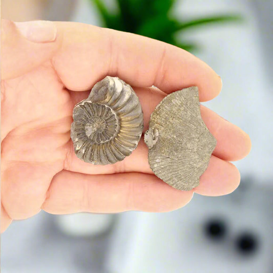 Get your Pyritized Ammonite and Clam Shell Fossil - Golden Treasures from Ancient Seas online now or in store at Forever Gems in Franschhoek, South Africa