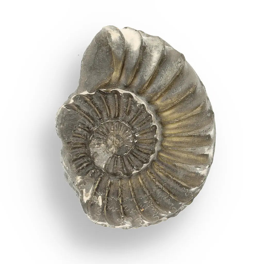 Get your Pyritized Ammonite and Clam Shell Fossil - Golden Treasures from Ancient Seas online now or in store at Forever Gems in Franschhoek, South Africa