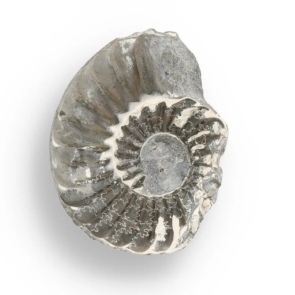 Get your Pyritized Ammonite and Clam Shell Fossil - Golden Treasures from Ancient Seas online now or in store at Forever Gems in Franschhoek, South Africa