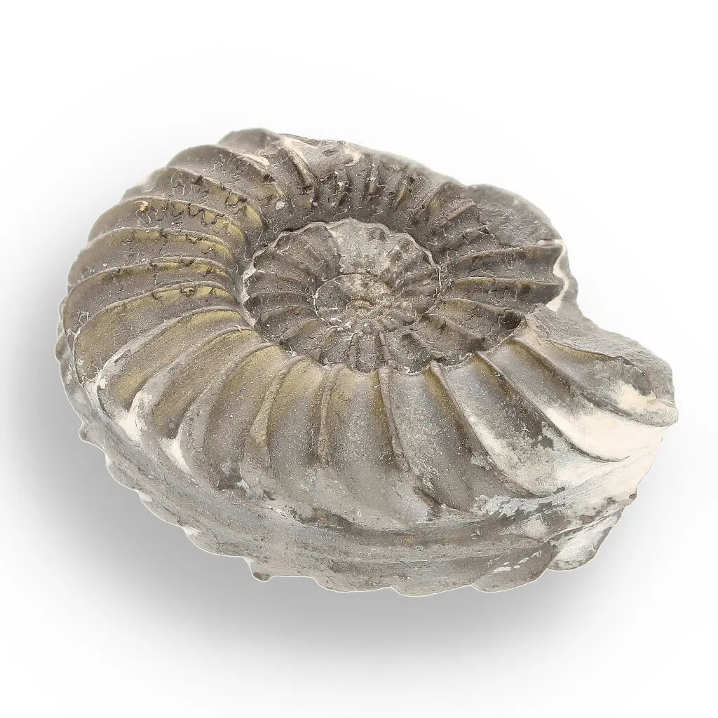 Get your Pyritized Ammonite and Clam Shell Fossil - Golden Treasures from Ancient Seas online now or in store at Forever Gems in Franschhoek, South Africa