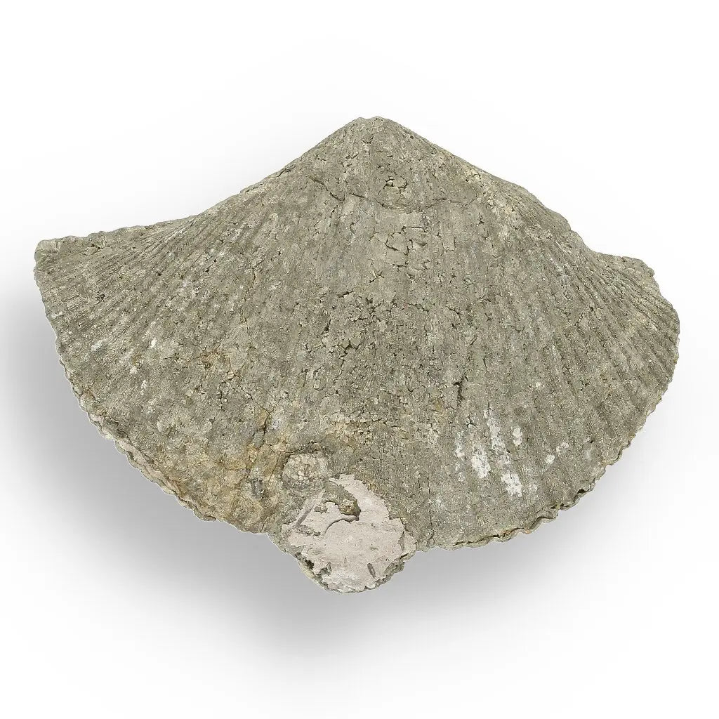 Get your Pyritized Ammonite and Clam Shell Fossil - Golden Treasures from Ancient Seas online now or in store at Forever Gems in Franschhoek, South Africa