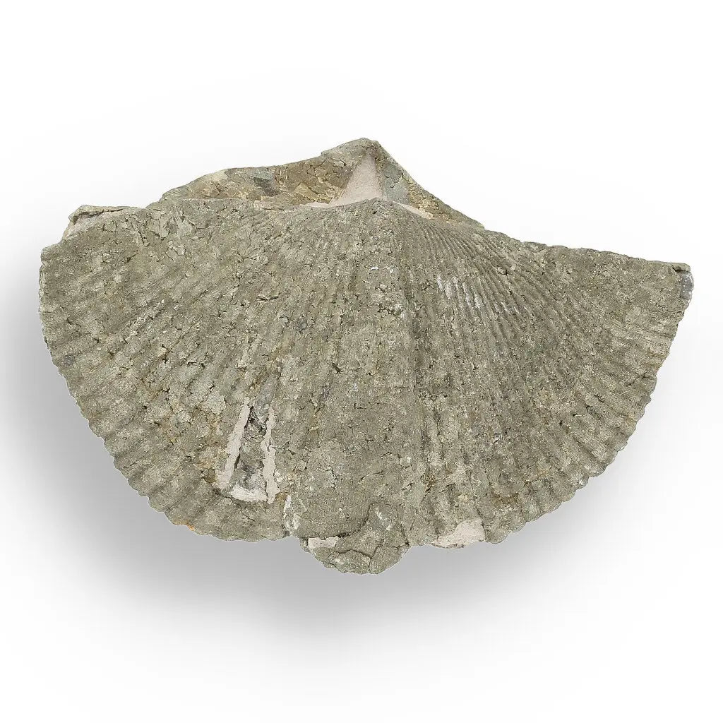 Get your Pyritized Ammonite and Clam Shell Fossil - Golden Treasures from Ancient Seas online now or in store at Forever Gems in Franschhoek, South Africa