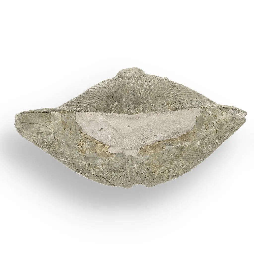 Get your Pyritized Ammonite and Clam Shell Fossil - Golden Treasures from Ancient Seas online now or in store at Forever Gems in Franschhoek, South Africa