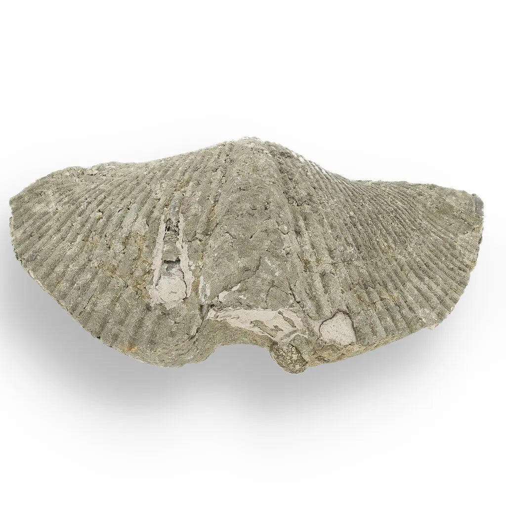 Get your Pyritized Ammonite and Clam Shell Fossil - Golden Treasures from Ancient Seas online now or in store at Forever Gems in Franschhoek, South Africa