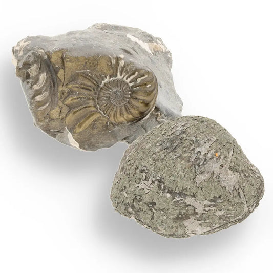 Get your Pyritized Ammonite and Clam Shell Fossil - Sparkling Marine Fossils Bundle online now or in store at Forever Gems in Franschhoek, South Africa