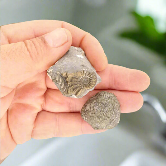 Get your Pyritized Ammonite and Clam Shell Fossil - Sparkling Marine Fossils Bundle online now or in store at Forever Gems in Franschhoek, South Africa