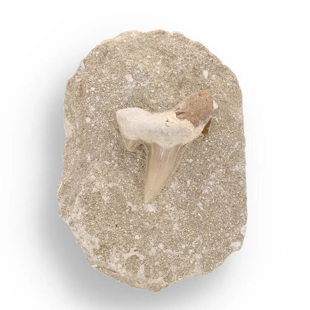 Buy your Otodus Obliquus Fossilized Marine Marvel online now or in store at Forever Gems in Franschhoek, South Africa