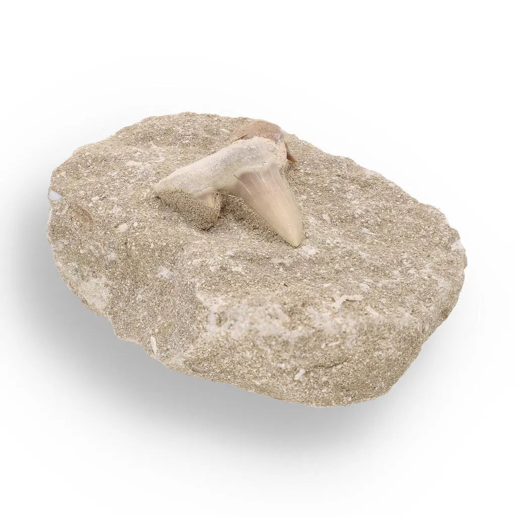 Buy your Otodus Obliquus Fossilized Marine Marvel online now or in store at Forever Gems in Franschhoek, South Africa