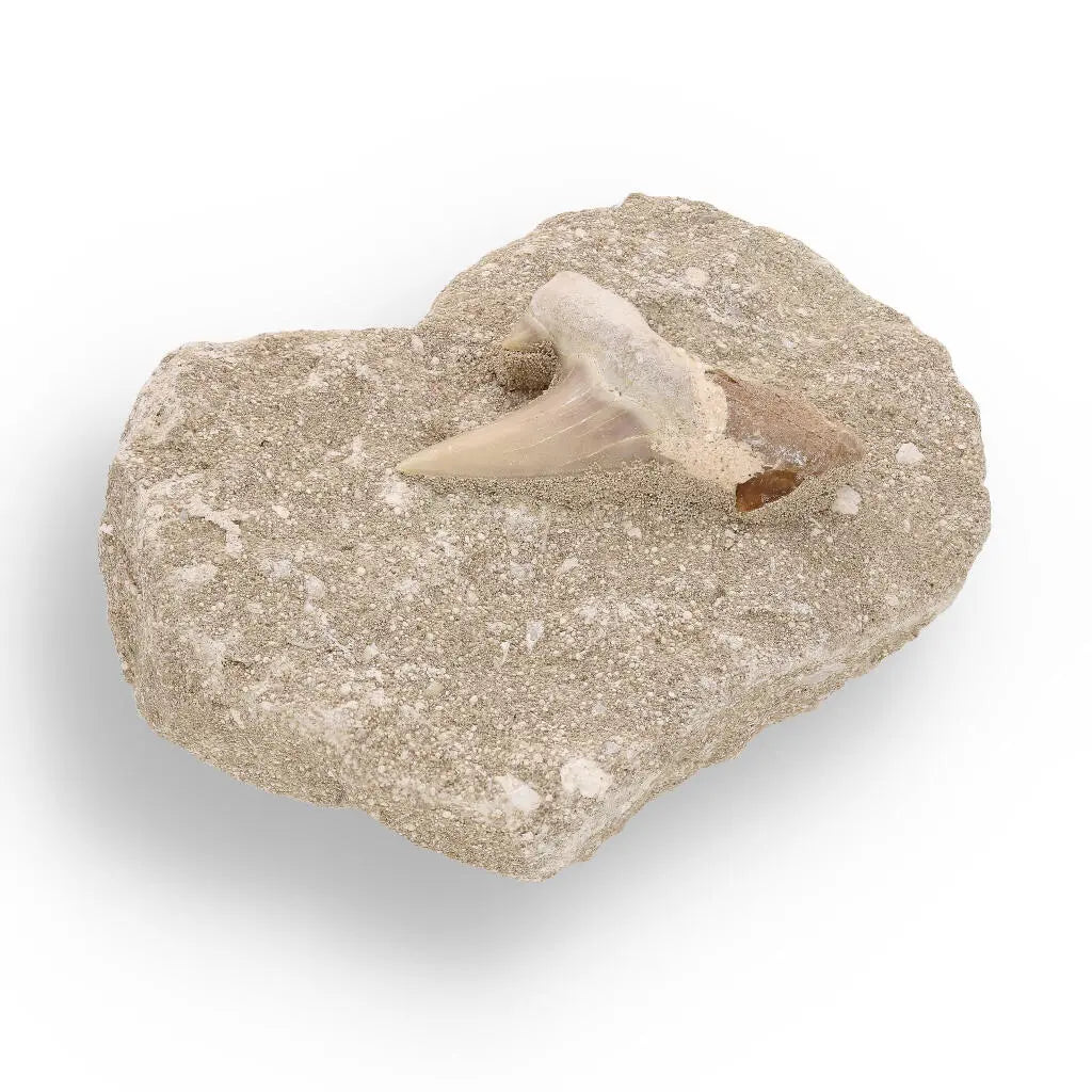 Buy your Otodus Obliquus Fossilized Marine Marvel online now or in store at Forever Gems in Franschhoek, South Africa