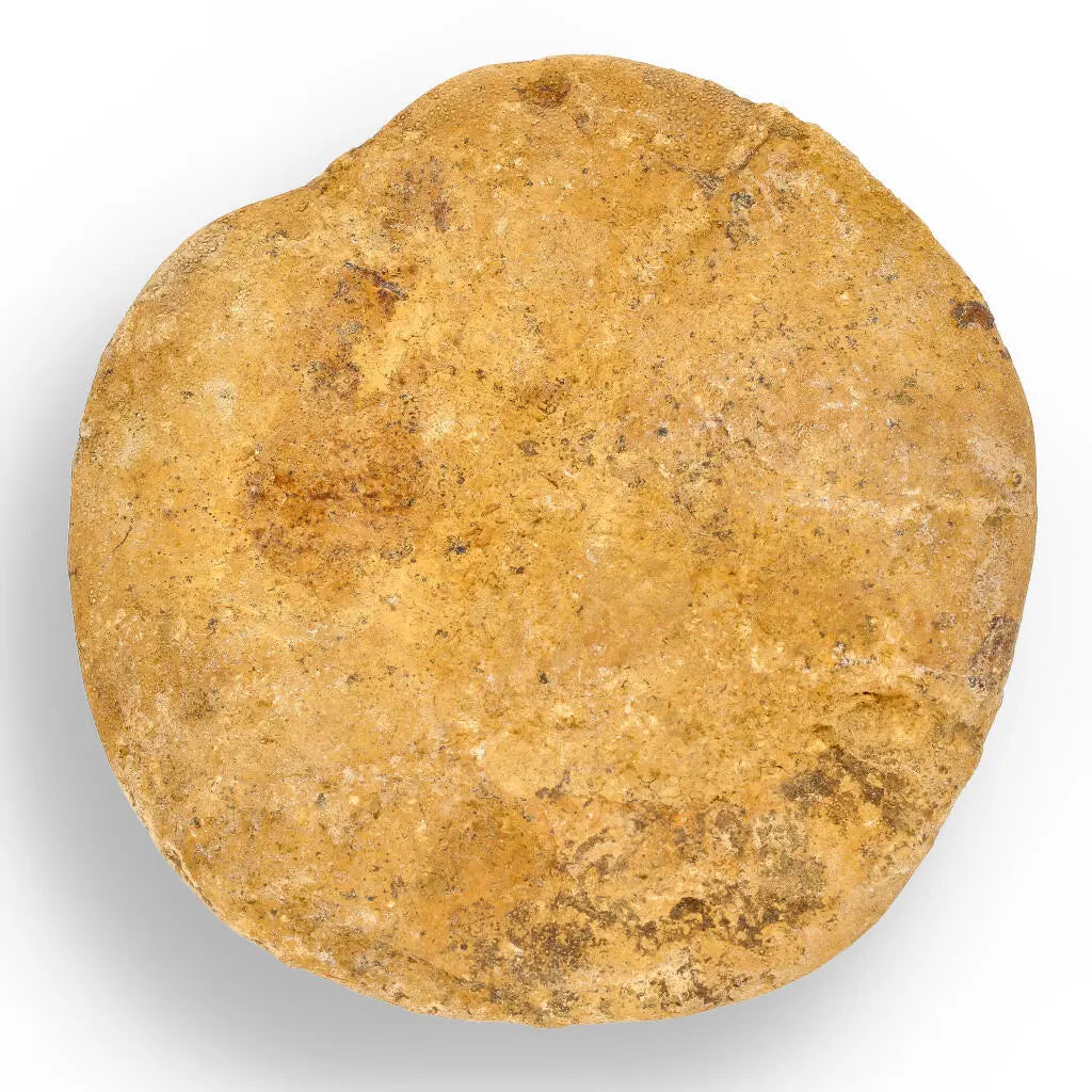 Get your Pansy Shell: Nature's Timeless Treasure online now or in store at Forever Gems in Franschhoek, South Africa