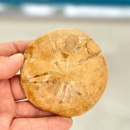 Get your Pansy Shell: Nature's Timeless Treasure online now or in store at Forever Gems in Franschhoek, South Africa