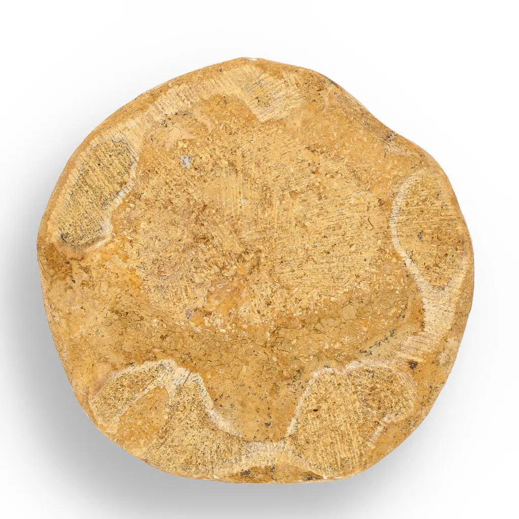 Prehistoric Treasures: The Ultimate Fossil Gift Box!