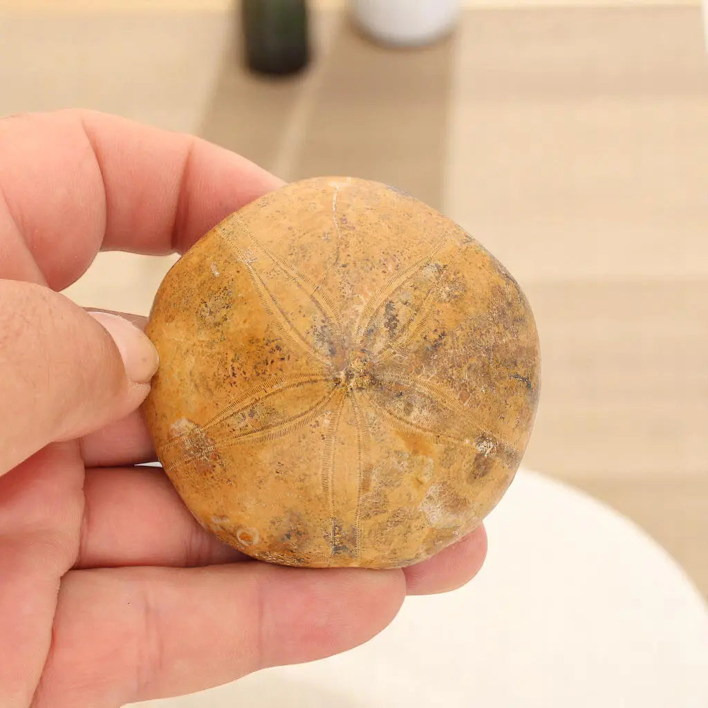 Prehistoric Treasures: The Ultimate Fossil Gift Box!
