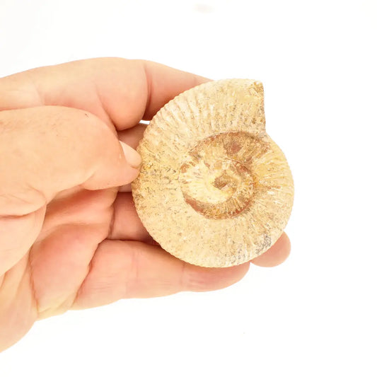 Get your Authentic White Spine Ammonite Fossil – Madagascar Cleoniceras online now or in store at Forever Gems in Franschhoek, South Africa