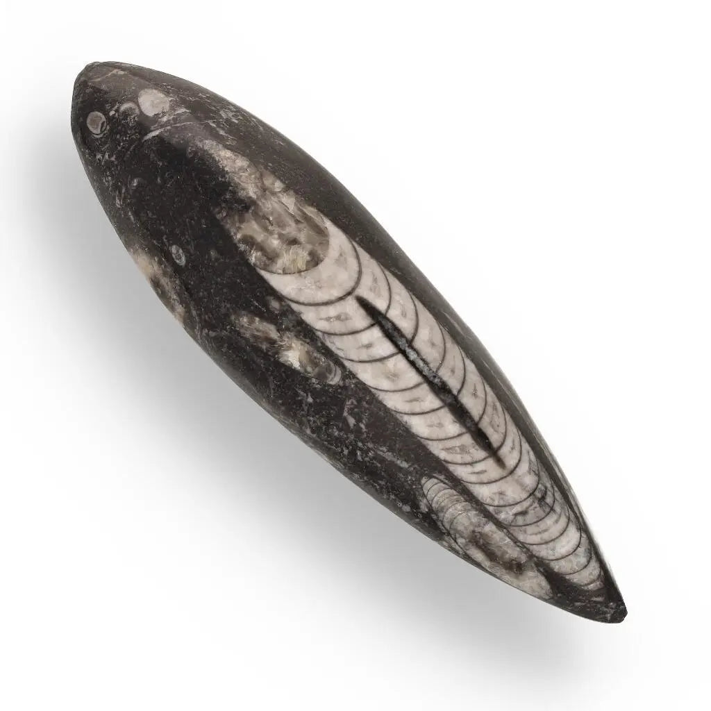 Buy your Moroccan Orthoceras Fossilized Sea Relic online now or in store at Forever Gems in Franschhoek, South Africa