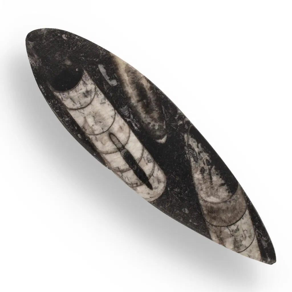 Buy your Moroccan Orthoceras Fossilized Sea Relic online now or in store at Forever Gems in Franschhoek, South Africa