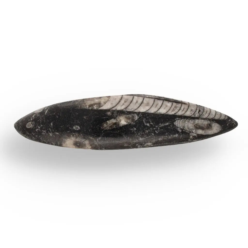Buy your Moroccan Orthoceras Fossilized Sea Relic online now or in store at Forever Gems in Franschhoek, South Africa