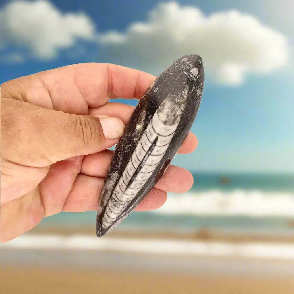 Buy your Moroccan Orthoceras Fossilized Sea Relic online now or in store at Forever Gems in Franschhoek, South Africa