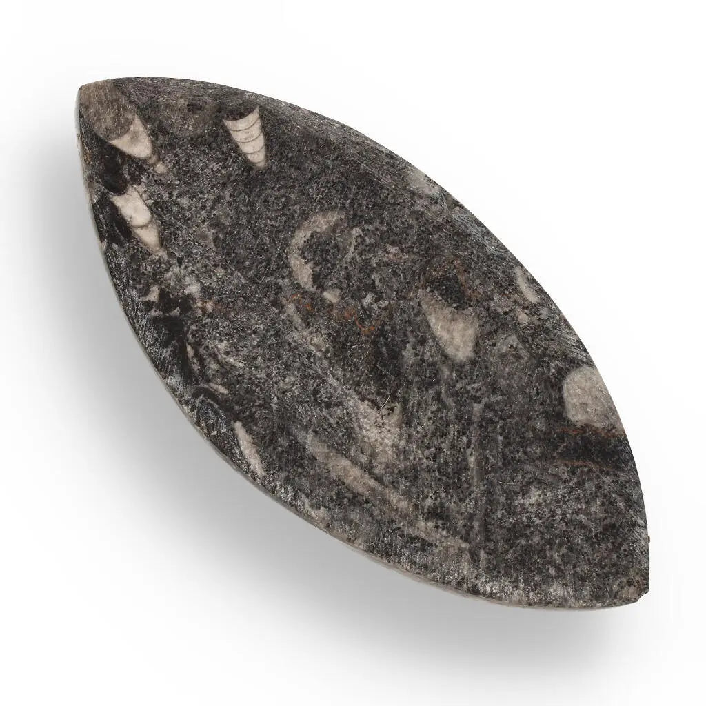 Buy your 500-Million-Year-Old Orthoceras Treasure online now or in store at Forever Gems in Franschhoek, South Africa