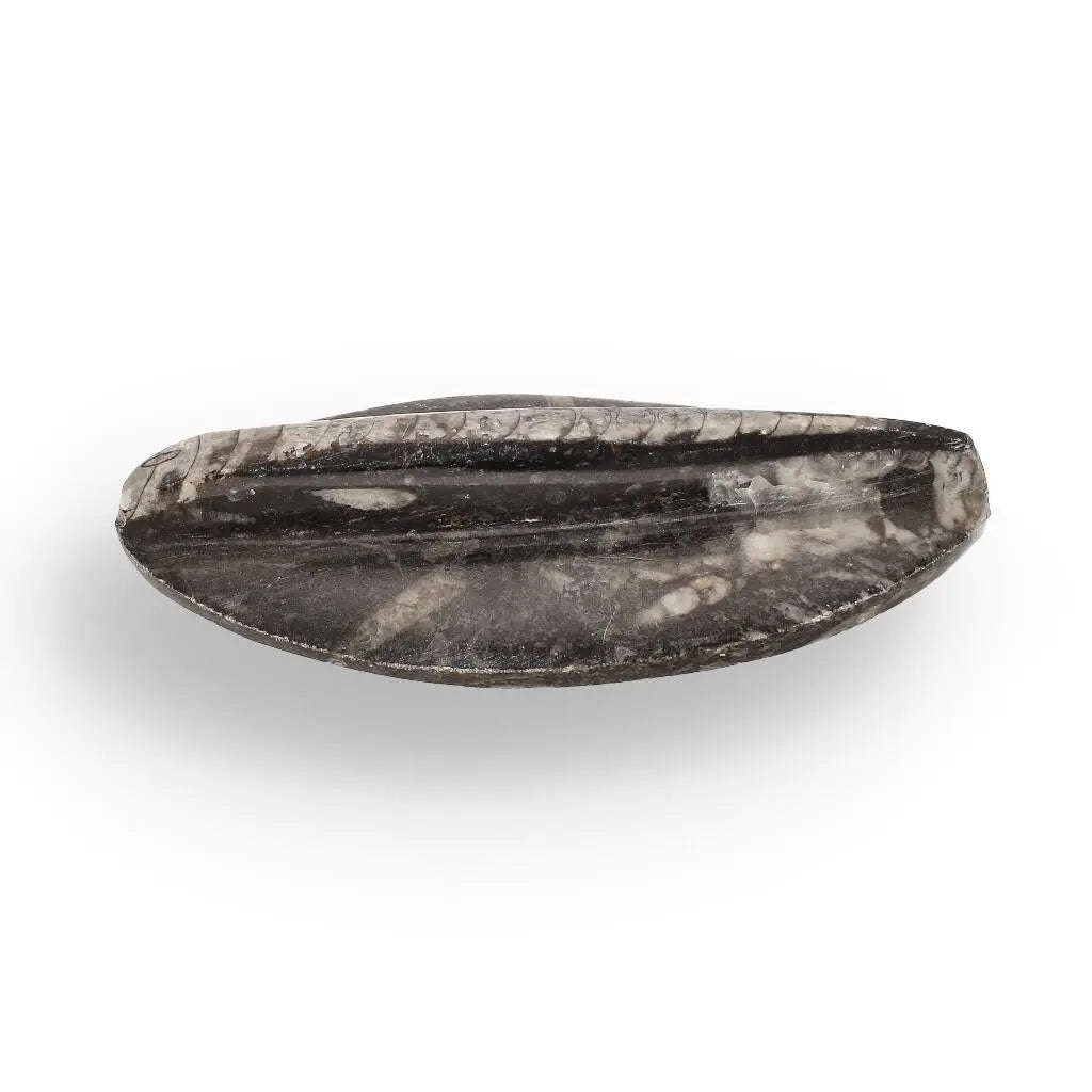 Buy your 500-Million-Year-Old Orthoceras Treasure online now or in store at Forever Gems in Franschhoek, South Africa