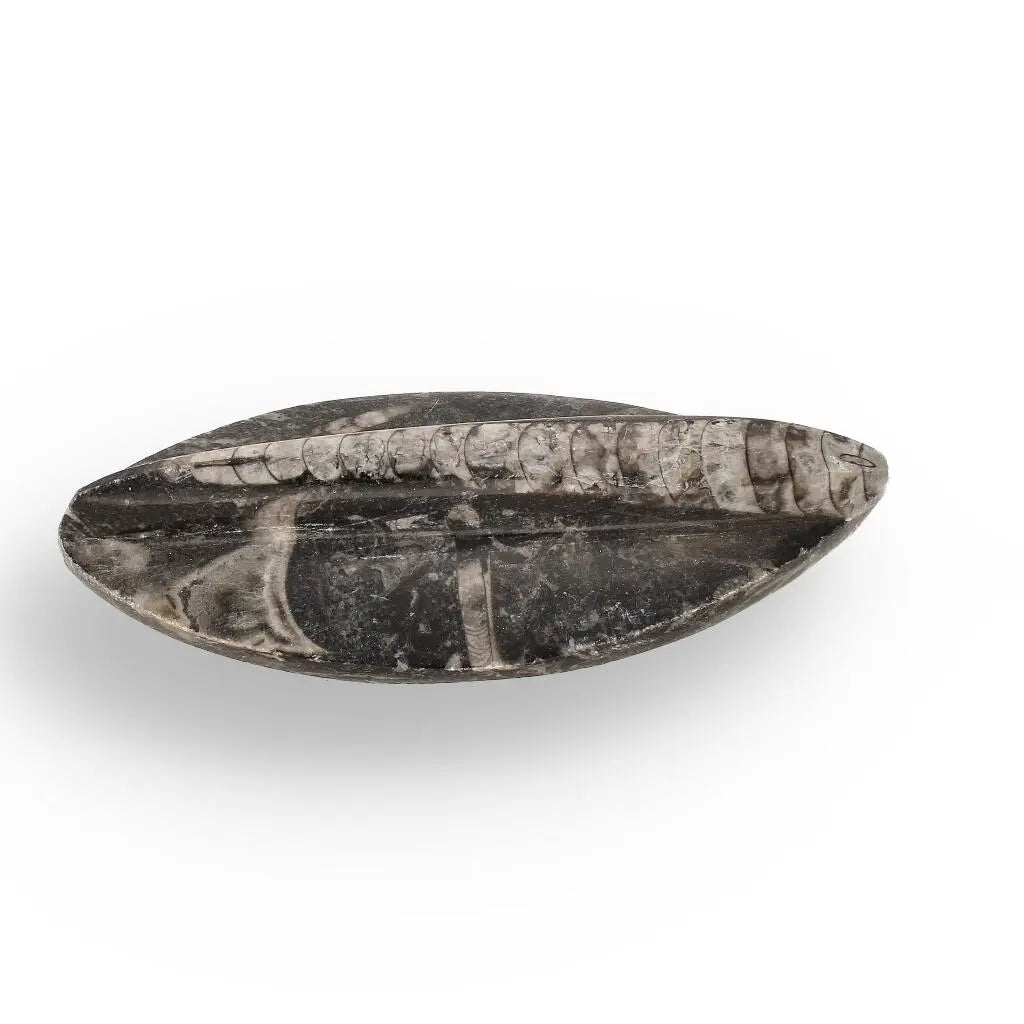 Buy your 500-Million-Year-Old Orthoceras Treasure online now or in store at Forever Gems in Franschhoek, South Africa