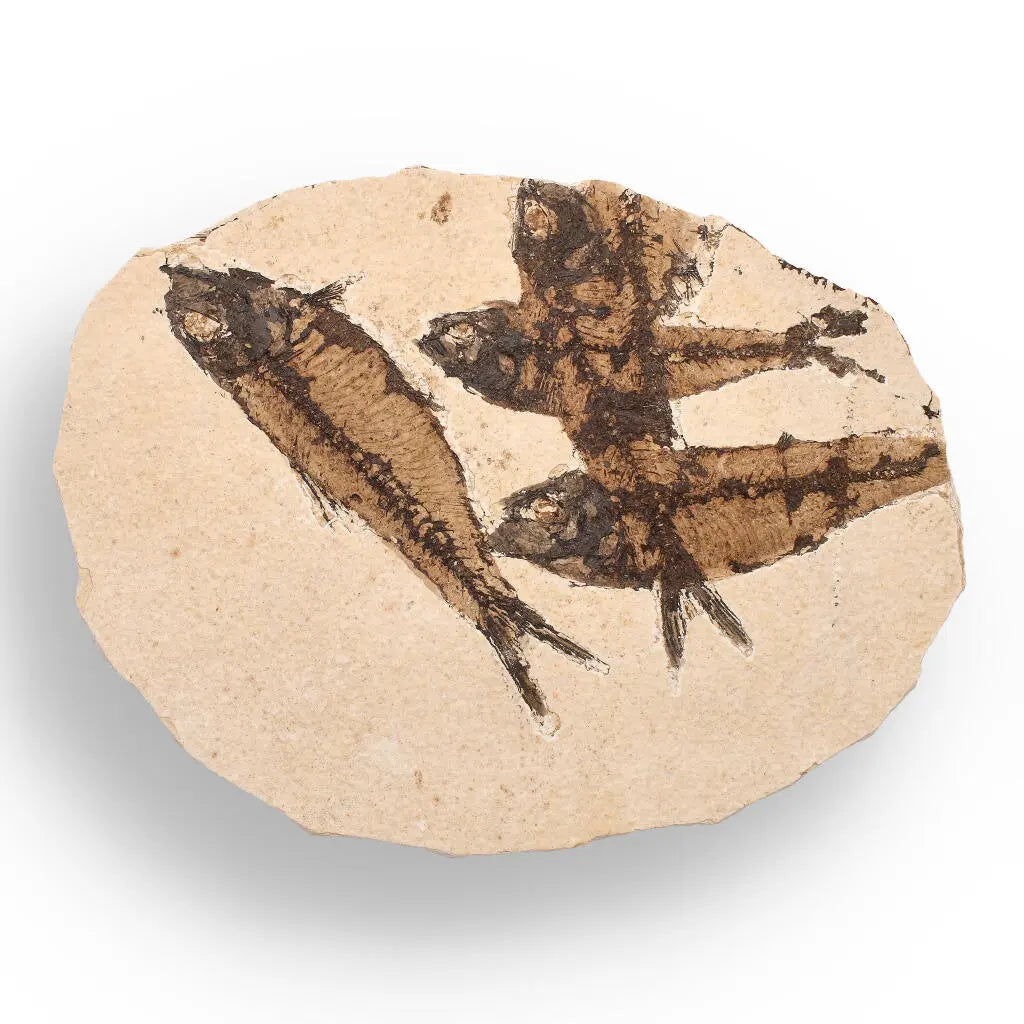 Get your Authentic Fish Fossil – A Stunning 50-Million-Year-Old Time Capsule! online now or in store at Forever Gems in Franschhoek, South Africa