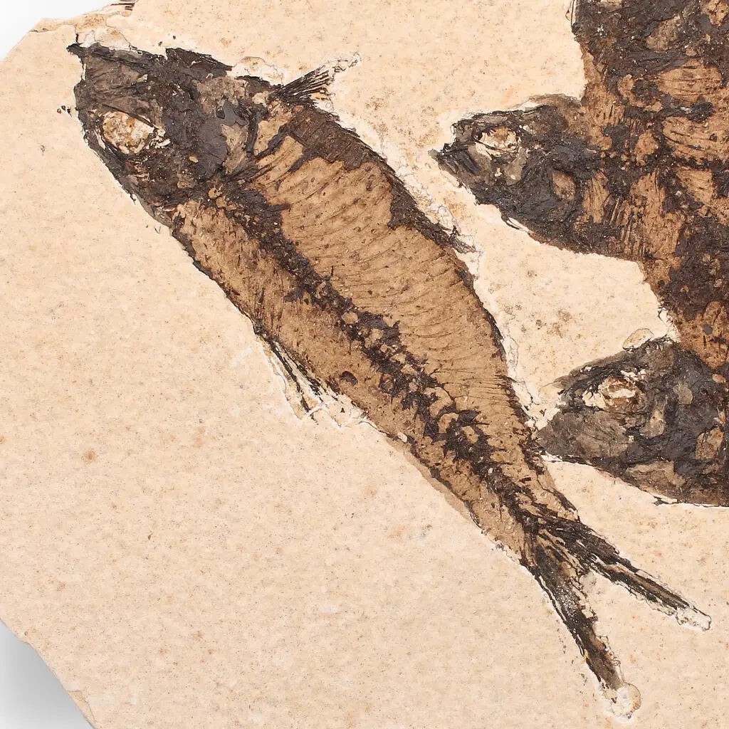 Get your Authentic Fish Fossil – A Stunning 50-Million-Year-Old Time Capsule! online now or in store at Forever Gems in Franschhoek, South Africa