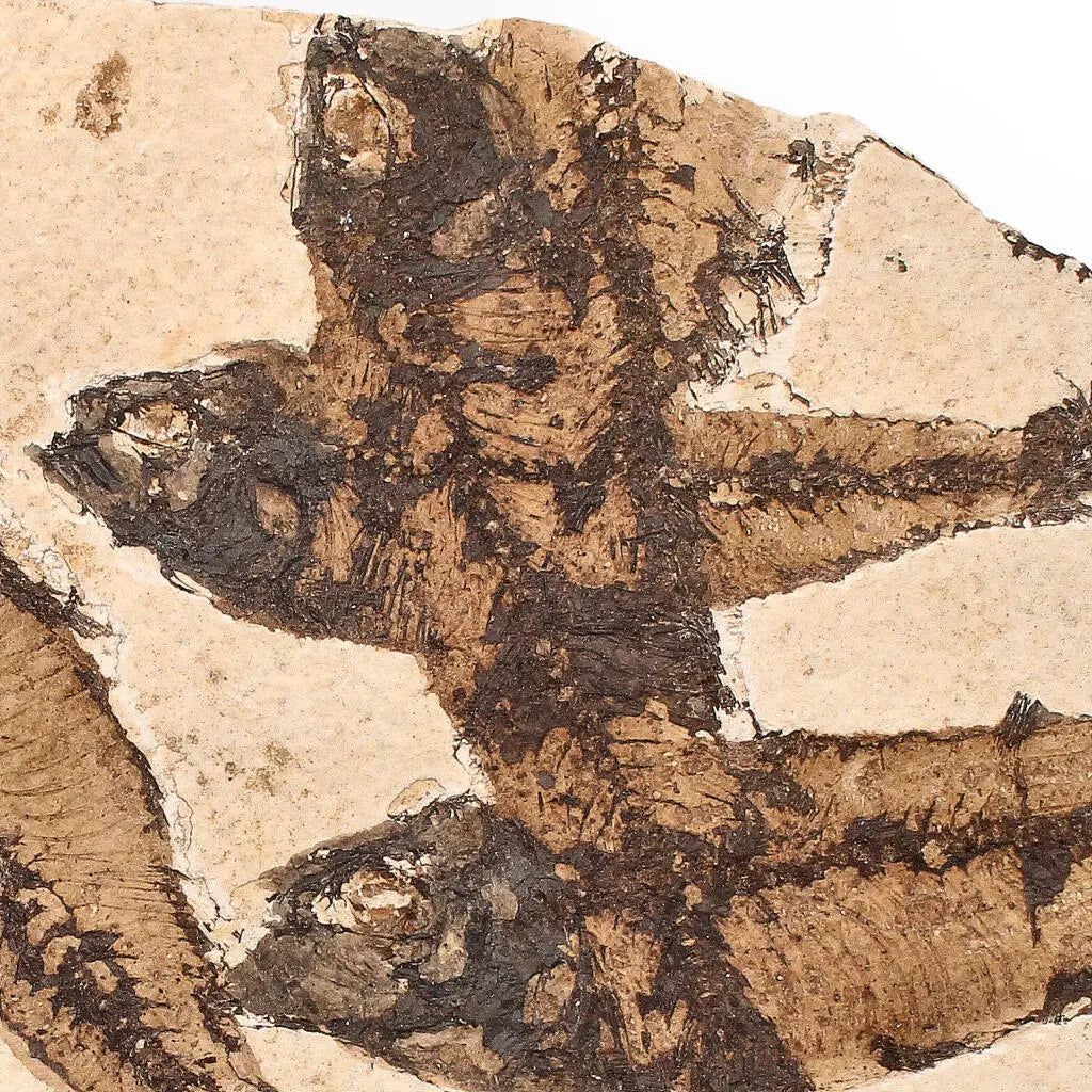 Get your Authentic Fish Fossil – A Stunning 50-Million-Year-Old Time Capsule! online now or in store at Forever Gems in Franschhoek, South Africa