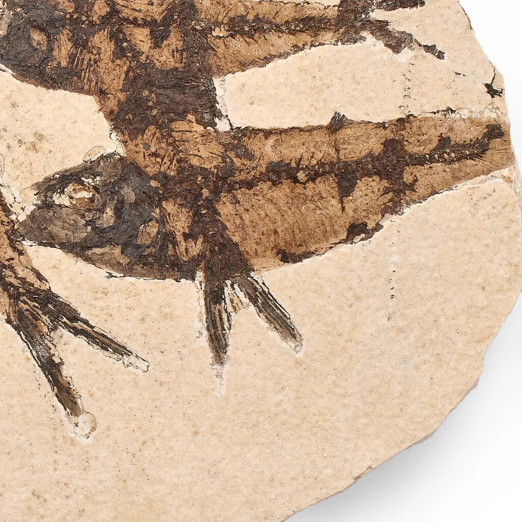 Get your Authentic Fish Fossil – A Stunning 50-Million-Year-Old Time Capsule! online now or in store at Forever Gems in Franschhoek, South Africa