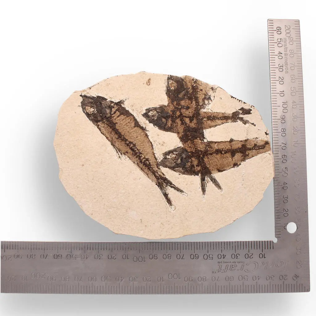 Get your Authentic Fish Fossil – A Stunning 50-Million-Year-Old Time Capsule! online now or in store at Forever Gems in Franschhoek, South Africa