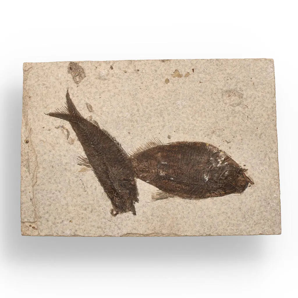 Get your Authentic Fish Fossil – Own a Real Piece of Prehistoric History! online now or in store at Forever Gems in Franschhoek, South Africa