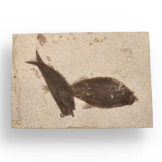 Get your Authentic Fish Fossil – Own a Real Piece of Prehistoric History! online now or in store at Forever Gems in Franschhoek, South Africa