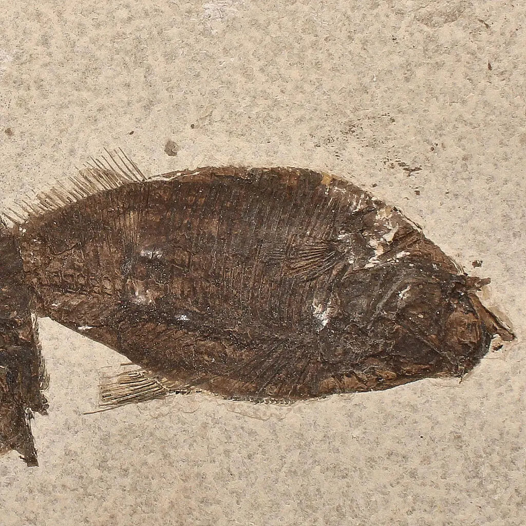 Get your Authentic Fish Fossil – Own a Real Piece of Prehistoric History! online now or in store at Forever Gems in Franschhoek, South Africa