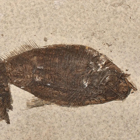 Get your Authentic Fish Fossil – Own a Real Piece of Prehistoric History! online now or in store at Forever Gems in Franschhoek, South Africa