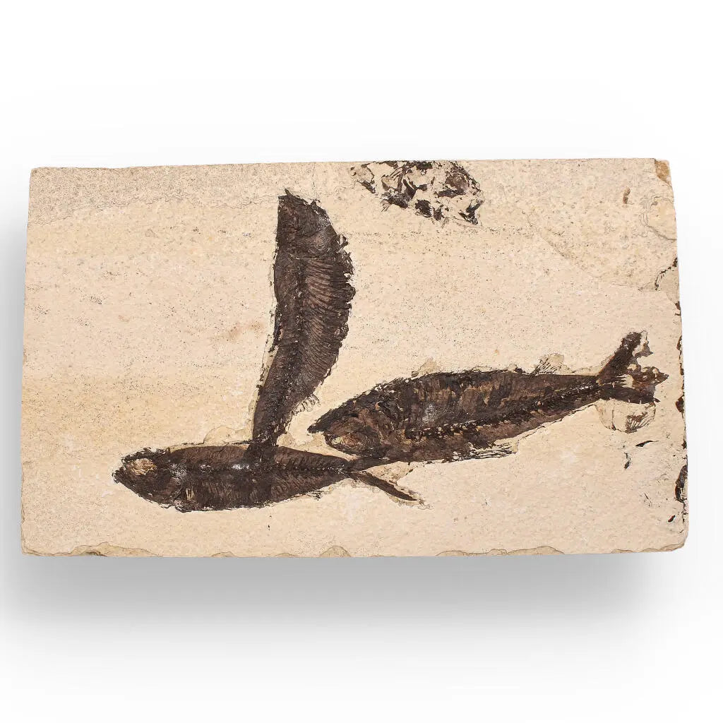 Get your Authentic Fish Fossil – Exquisite Detail from Earth’s Ancient Waters! online now or in store at Forever Gems in Franschhoek, South Africa