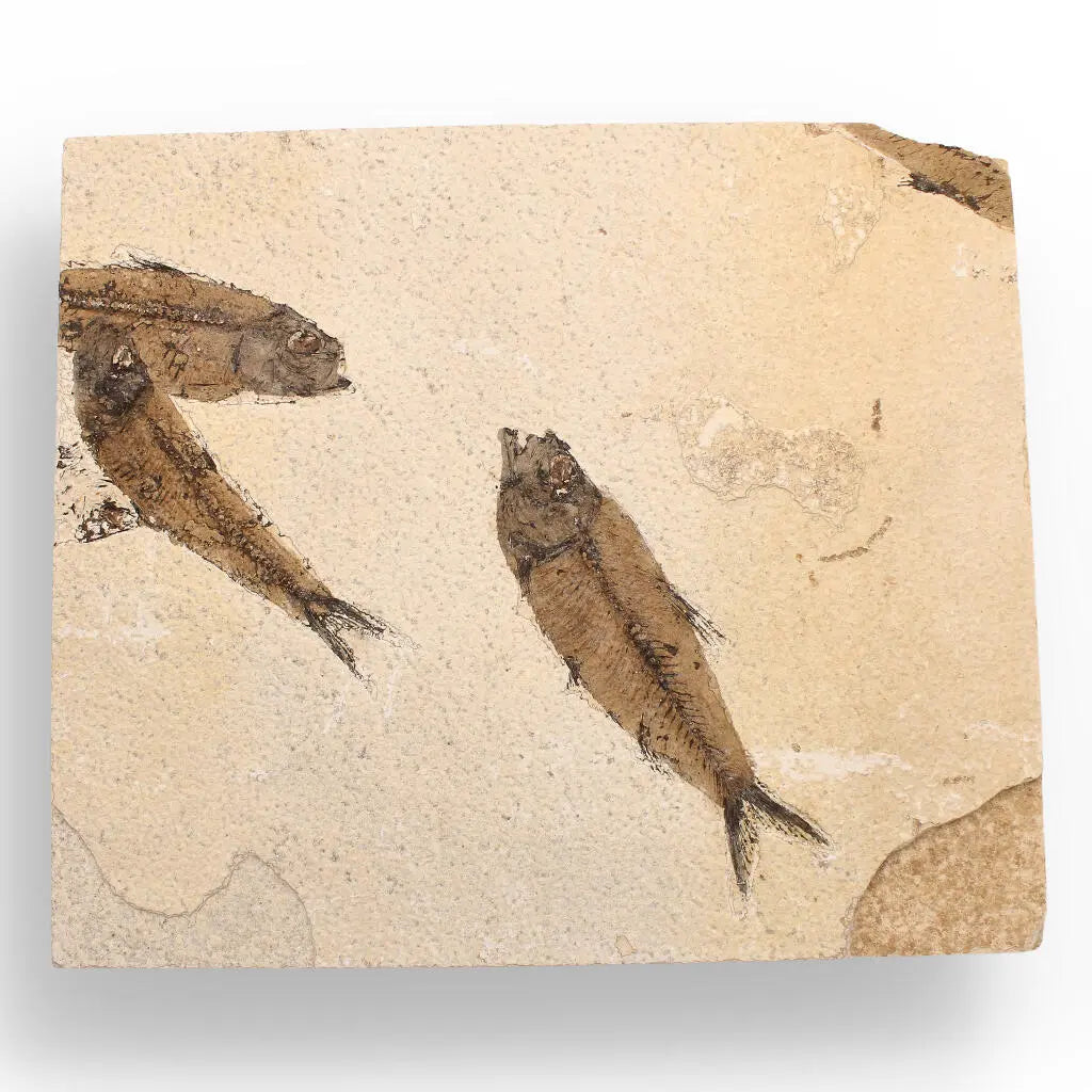 Get your Authentic Fish Fossil – A Mesmerizing Glimpse into the Eocene Era! online now or in store at Forever Gems in Franschhoek, South Africa