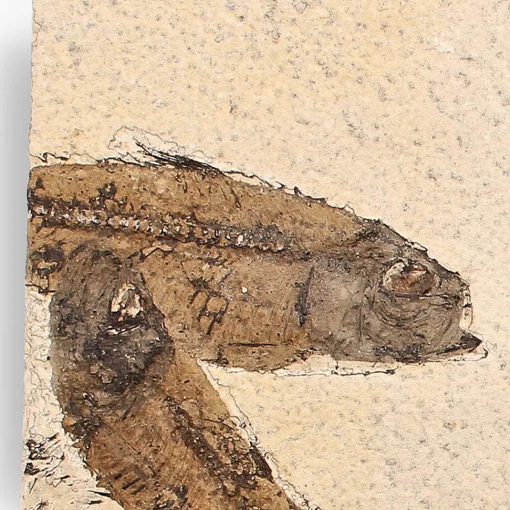 Get your Authentic Fish Fossil – A Mesmerizing Glimpse into the Eocene Era! online now or in store at Forever Gems in Franschhoek, South Africa