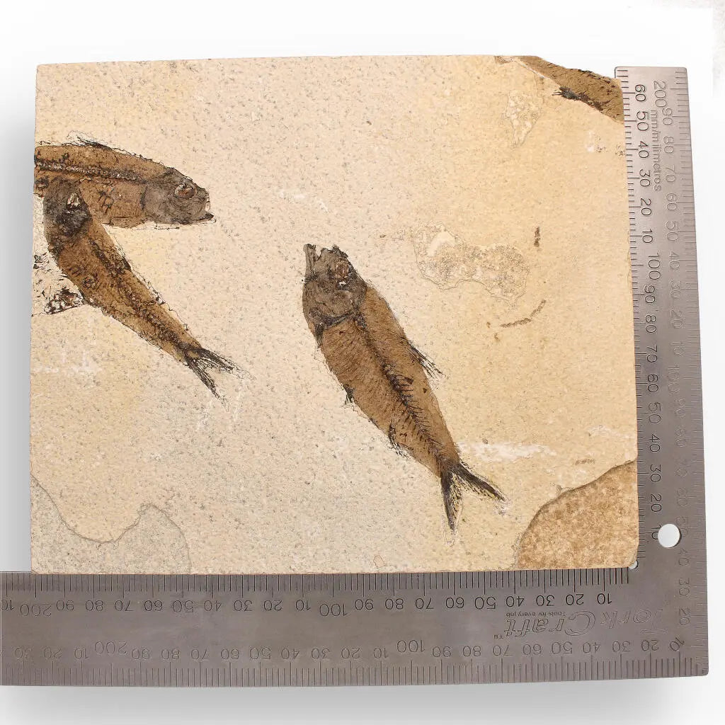 Get your Authentic Fish Fossil – A Mesmerizing Glimpse into the Eocene Era! online now or in store at Forever Gems in Franschhoek, South Africa