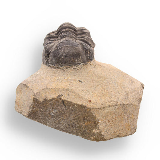 Get your Ancient Explorer: Devonian Morocops Trilobite from Issoumour online now or in store at Forever Gems in Franschhoek, South Africa