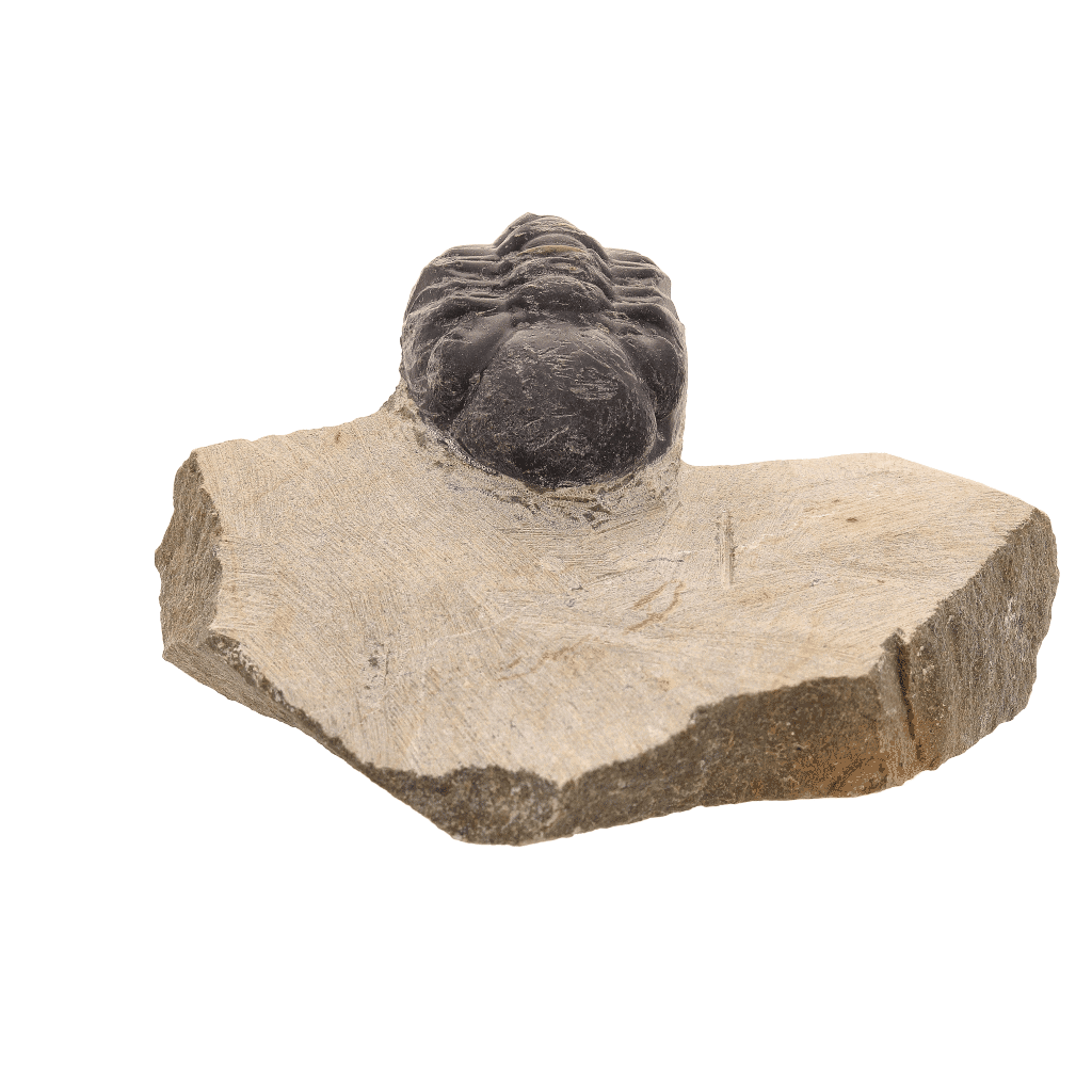 Get your Authentic Morocops Trilobite Fossil: Echoes of the Devonian online now or in store at Forever Gems in Franschhoek, South Africa