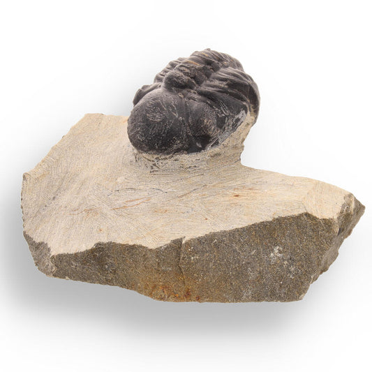 Get your Authentic Morocops Trilobite Fossil: Echoes of the Devonian online now or in store at Forever Gems in Franschhoek, South Africa