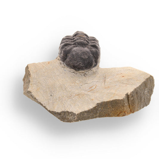 Get your Authentic Morocops Trilobite Fossil: Echoes of the Devonian online now or in store at Forever Gems in Franschhoek, South Africa