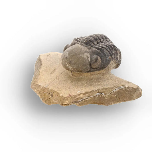 Get your Authentic Morocops Trilobite Fossil – Aferdou El Mrakib, Morocco online now or in store at Forever Gems in Franschhoek, South Africa
