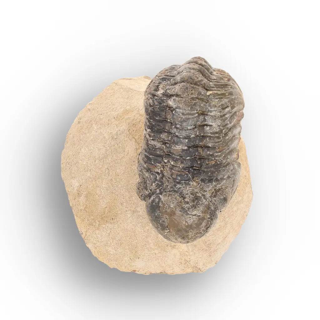 Get your Morocops Trilobite Fossil from Aferdou El Mrakib, Anti-Atlas Morocco online now or in store at Forever Gems in Franschhoek, South Africa