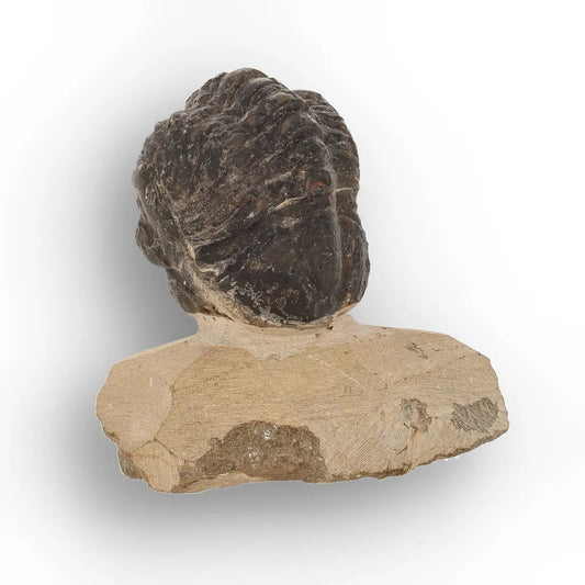 Get your Collector Morocops Trilobite Fossil – Aferdou El Mrakib Formation, Morocco online now or in store at Forever Gems in Franschhoek, South Africa