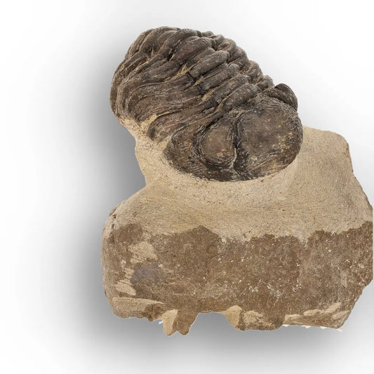 Get your Premium Morocops Trilobite Fossil Specimen – Anti-Atlas, Morocco online now or in store at Forever Gems in Franschhoek, South Africa