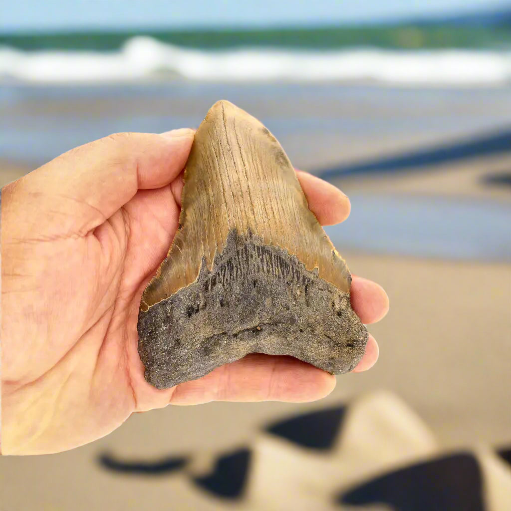 Get your Authentic Megalodon Shark Tooth – Ocean’s Relic online now or in store at Forever Gems in Franschhoek, South Africa