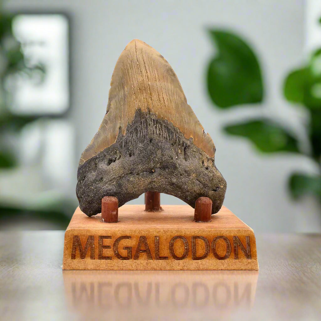 Get your Authentic Megalodon Shark Tooth – Ocean’s Relic online now or in store at Forever Gems in Franschhoek, South Africa